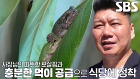 개구리 금순이×금복이가 ‘식당 화분’에서 서식했던 이유!