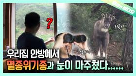 서울 아차산에서 포착된 멸종 위기 1급 미스터리┃Top 1 Endangered Mystery Caught in Acha Mountain, Seoul