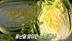 해발 700m! 풍부한 일조량×서늘한 기후로 품질 높은 ‘평창 배추’