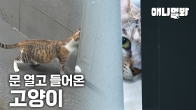 미용실 문 따고 눌러앉은 고양이 등장🐱ㅣCat Made Hair Salon Her House🐱