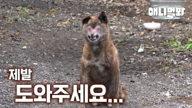 마을에 출몰한 좀.비.개의 가슴 아픈 진실…ㅣSad Truth Behind Zombie Dog…