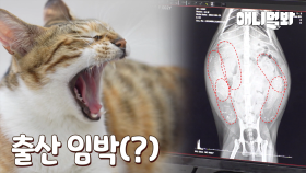 아니;; 애기가 애기를 낳네요. 미용실 고양이 애기의 사연은? ㅣBaby Is Giving Birth To Babies?! Hair Salon Cat’s Story