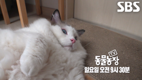 [11월 24일 예고] 하루 종일 누워만 있는 고양이 ‘루피’ 등장★