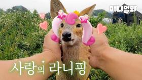 처음 본 순간~♬.. 사랑에 빠져버린 란희핑..♥(a.k.a고라니)ㅣLove At First Aight~ ♬.. Water Deer Fell In Love