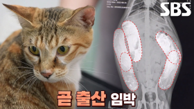 오둥이의 예비 엄마가 된 고양이, ‘애기’