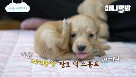 나는 태어난 지 한 달 된 장모 닥스훈트 새끼다 [애니멀봐 나새끼 97호]ㅣI’m A Month Old Long-haired Dachshund Puppy [97th Lead]