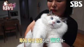 [예고] 눕는 게 제일 좋은 고양이 루피😺 내 몸매의 비밀을 알고 싶다면 본방사수 하라냥✨ | TV 동물농장 | SBS