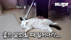 하루 종일 누워만 있는 뚱냥이 백수 삼촌 루피를 소개합니다;ㅣCat Lupi Reminds Me Of Jobless Uncle