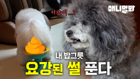 우리집 강아지가 밥그릇만 보면 변기인줄 알아요..;; ㅣMy Dog Thinks The Bowl Is A Toilet