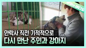 안락사를 앞둔 유기견에게 찾아온 기적┃Miracle for An Abandoned dog Which Was about to be Euthanized