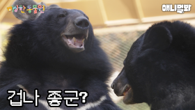 곰팔자가 상팔자 (백수아님❌)ㅣ이상한동물원 E.02ㅣBear’s Life Is Better Than Us I Special Crnter For Animals Ep 2