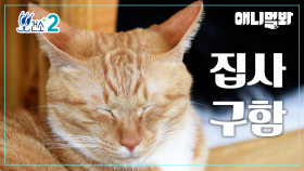 [뽀건소 입양 프로젝트-4화] 치즈냥 🧀뽀또🧀ㅣ[Dr Paw Adoption Project- Ep 4 ] Ginger cat 🧀Poto🧀