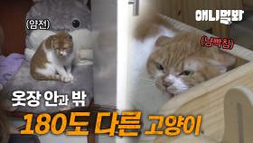 스스로 옷장에 들어가 한 달째 나오지 않는 고양이의 슬픈 사연😿ㅣSad story behind cat who locked herself in the closet