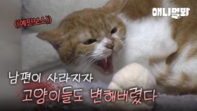 갑작스러운 남편의 부재.. 그 후, 변해버린 7마리의 고양이들...ㅣSudden death of male guardian... And 7 cats behaviors changed