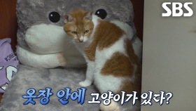 옷장에서 나오지 않는 고양이 ‘크림이’