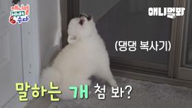 [특종] 사람과 대화가 가능한 개들이 있다?!ㅣ[BREAKING] Dogs That Can Talk With Humans?!