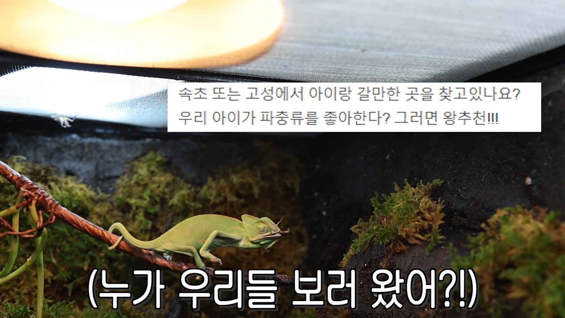 연 방문자만 25,000명! ‘파충류 카페’ 사장의 성공 비결★ | ZUM TV
