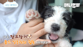 나는 태어난 지 37일 된 올드 잉글리쉬 쉽독 새끼다 [애니멀봐 나새끼 98호]ㅣI’m 37 days old Old English Sheepdog [I’m A Baby 98th]