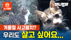 [랜선집사 필수시청] 스트릿 냥민 혹한기 딱 정리해줄게 | SBS뉴스멀봐 (2024.12.06) Stray Catizen Winter Survival Rules