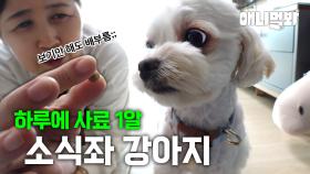 어떻게 하루 식사가 사료 1알?! 공복토해도 밥은 싫다는 강아지😰ㅣPuppy Who Barely Eats A Food