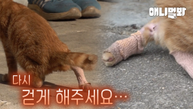 두 다리를 잃은 새끼 고양이가 찾아간 단 한 사람ㅣA Person Whom Cat Went To Meet With Two Legs Injured