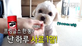 아무리 ZERO가 트렌드라지만 강아지 식욕이 ZERO일 필요는 없잖아요ㅠㅠㅣZERO is trend but dog's appetite shouldn't be ZERO