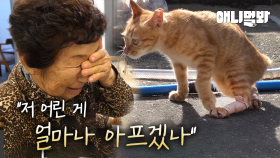 하지마비 새끼 고양이가 노부부를 따라다니는 이유…ㅣThe reason why paraplegic kitty is following old couple