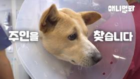 주인이 버린 강아지에게 어느 날 주인 100명 생겼습니다(가족 구함)ㅣAbandoned Dog Ended Up With 100 Guardians (guardian wanted)