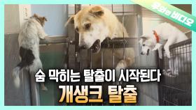 개들의 집단탈출이 시작된 이유┃Why The Dogs Started To Break Out