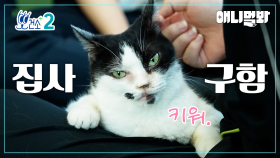 [뽀건소 입양 프로젝트-5화] 무릎 조아 턱시도냥🫶🏻미엘🖤ㅣ[Dr Paw Adoption Project- Ep 5 ] ㅣLap Cat Tuxedo Cat Miel🖤