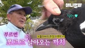 동네 깡패로 유명한 까치, 할아버지 앞에선 순한 양?!ㅣGangster Magpie is so kind in front of the Grandpa