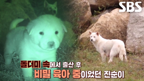 돌더미 앞 지키는 강아지 ‘진순이’의 정체