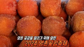 달달×쫀득한 양촌 곶감 알리기 위해 열린 ‘2024 양촌곶감축제’