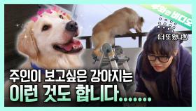 주인과 1초도 떨어지기 싫은 집착광공 리트리버🦮┃Retriever: I Don