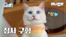 [뽀건소 입양 프로젝트-6화] 밀당 고수 터키시 앙고라 바바🩵ㅣ[Dr Paw Adoption Project- Ep 6 ] Turkish Angora Baba🩵