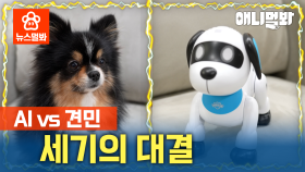 (찐)견민의 자리를 위협하는 (로봇)견민의 반란ㅎㄷㄷ | SBS뉴스멀봐 (2024.12.19) Robot Dogizens Threaten Real Dogizen's Place