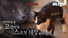 대장 자리를 차지하기 위한 25마리의 서열 싸움 (사실 2마리만..)ㅣ25 Cats fight to be king (Only Two)