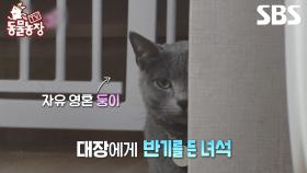 [예고] 대장 까망이에게 반기를 든 자유 영혼 둥이🐈‍⬛ 한 치의 망설임도 없는 냥투극의 결말은?! | TV 동물농장 | SBS