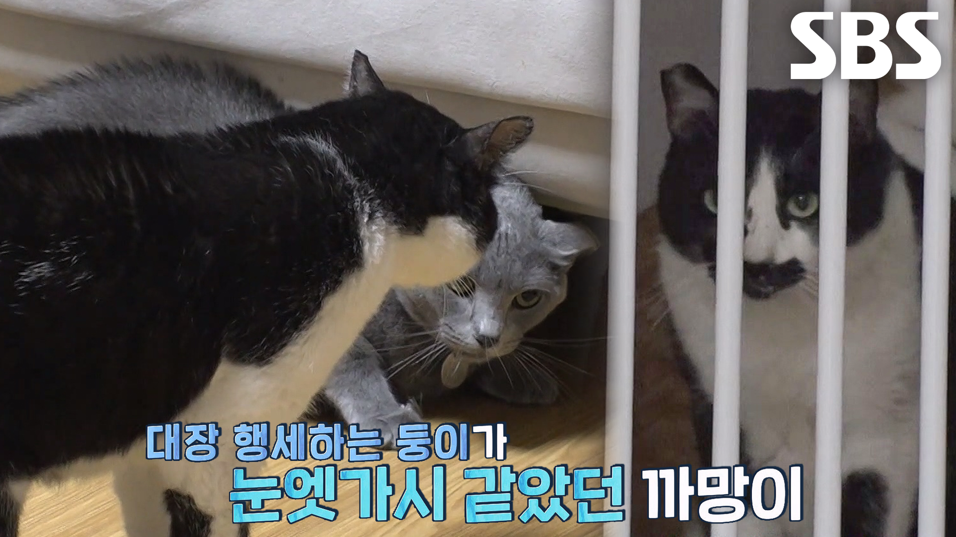 까망이, 집요하게 ‘둥이’ 공격하는 이유※ | ZUM TV