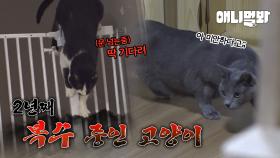 윤샘도 보고 칭찬한 25마리의 다묘 가정집🐈 그러나 2마리의 분위기가..?ㅣOnly two out of 25 cats are the problem