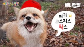 ???: 내가 개야!!! 여우야!!?ㅣ이상한동물원 E.04ㅣ???: Am I Dog!!! Or Fox!!?ㅣSpecial Center For Animal E04