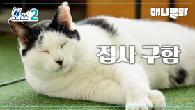 [뽀건소 입양 프로젝트-7화] 총상을 이겨낸 강한 냥이, 베이비🍼ㅣEndured Through Gun Shots, Strong Cat, 'Baby'🍼