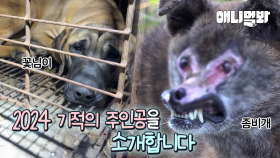 기적이 일어났습니다 끝까지 희망을 놓지 않았던 식용견 꽃님이와 좀비개 근황ㅣMiracle Happened! Update On Zombie Dog And Farm Dog