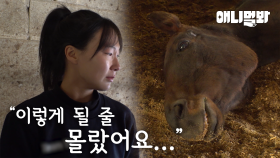 갈비뼈를 앙상히 드러낸 채 주인을 기다리는 말들의 사연…ㅣHorses are waiting for their owners starved…