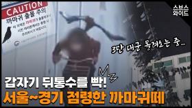 텃새 큰부리까마귀부터 떼까마귀까지 온갖 피해를 견뎌야 하나?