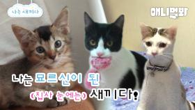 나도 새끼였다 ~묘르신 특집~ [애니멀봐 나새끼 101호] | I Was A Baby ~Old Cats Episode~ [I’m A Baby ep 101]