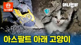 ＂살려주세요...＂ 아스팔트에 산채로 묻힌 새끼 고양이들 | SBS뉴스멀봐 (2024.01.03)ㅣ“Save Me…” Kittens buried alive in asphalt