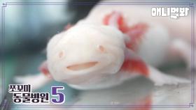 쪼꼬미 동물병원 시즌5 1화 내원 환자 : 아홀로틀 aka.우파루파 투명이님ㅣ[Animal Hospital for Tiny Animals S5] Axolotl Tumyeong