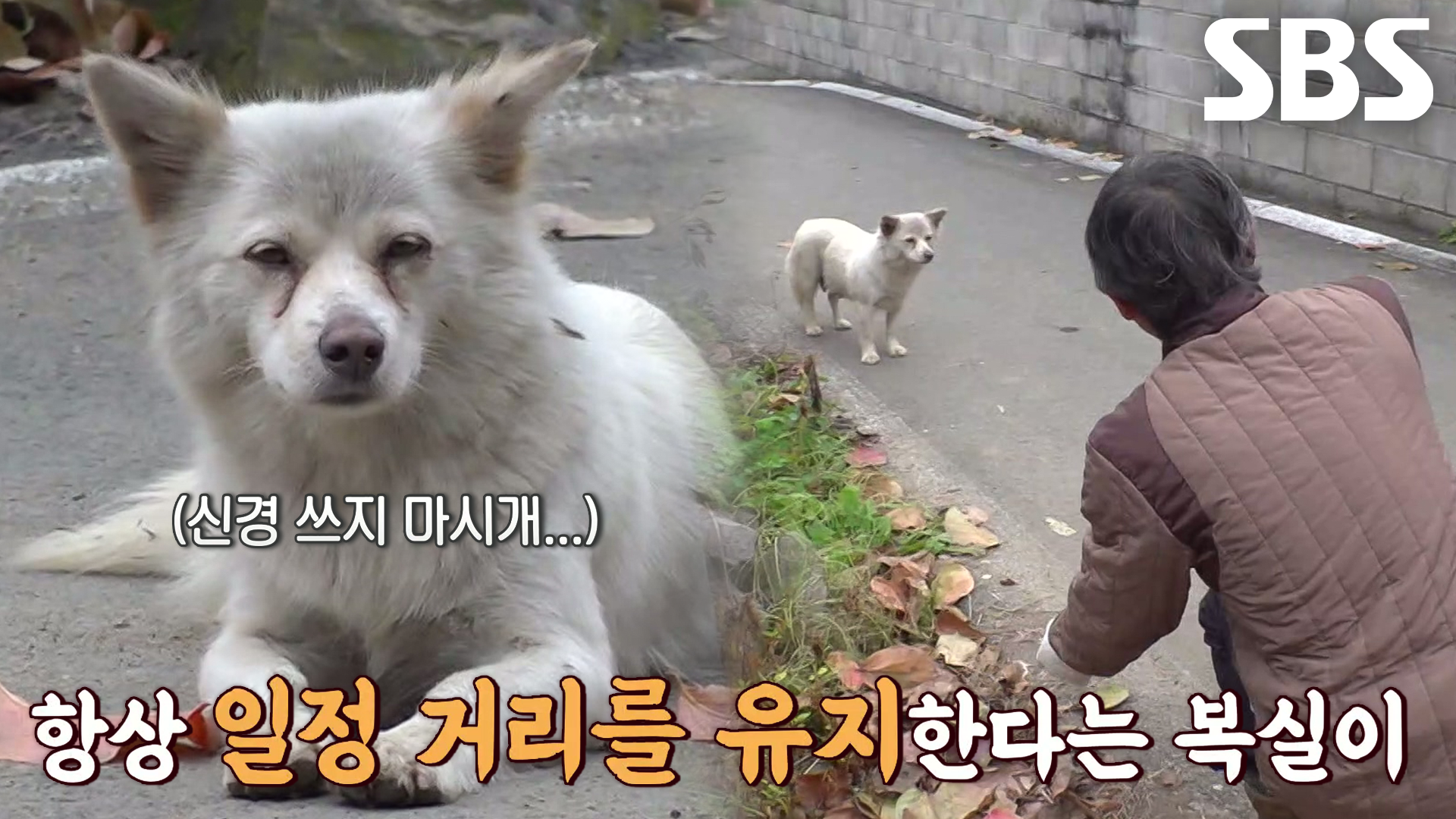 아저씨와 자발적 거리 두기하는 강아지 ‘복실이’ | ZUM TV
