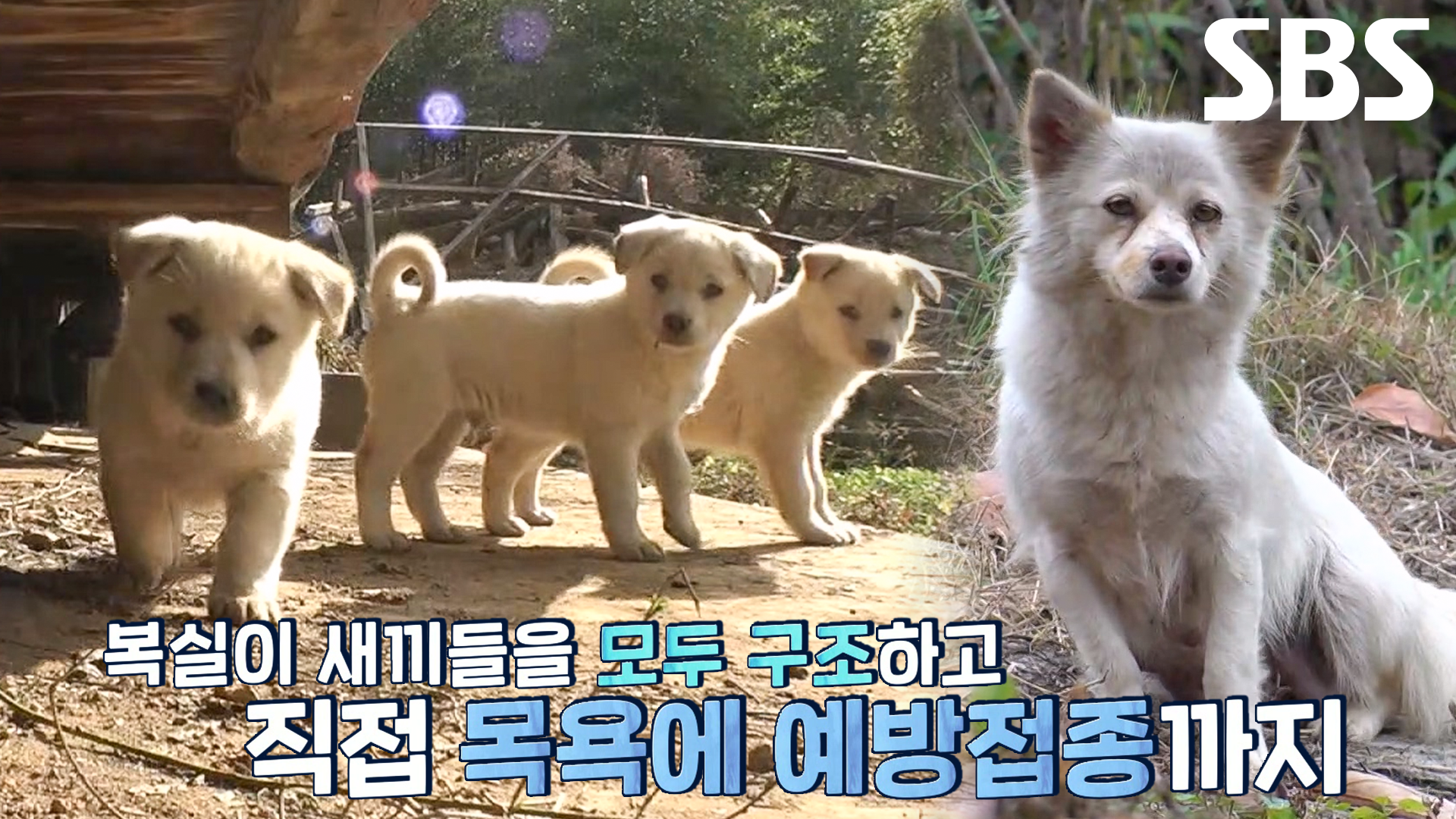 모두 한 핏줄이었던 ‘복실이’와 아기 강아지들 | ZUM TV